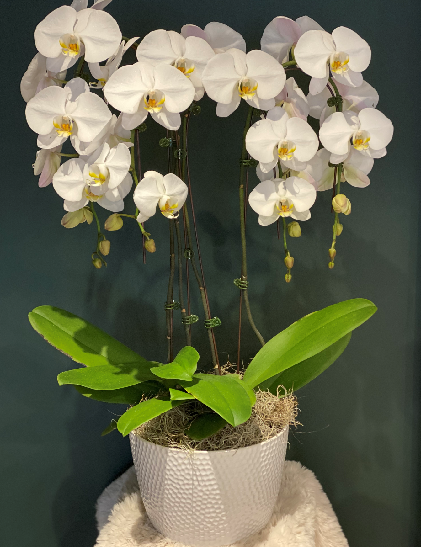 Large_Orchid_4.png