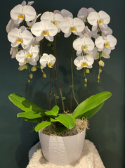 Fresh large orchid for flower delivery in Oakville