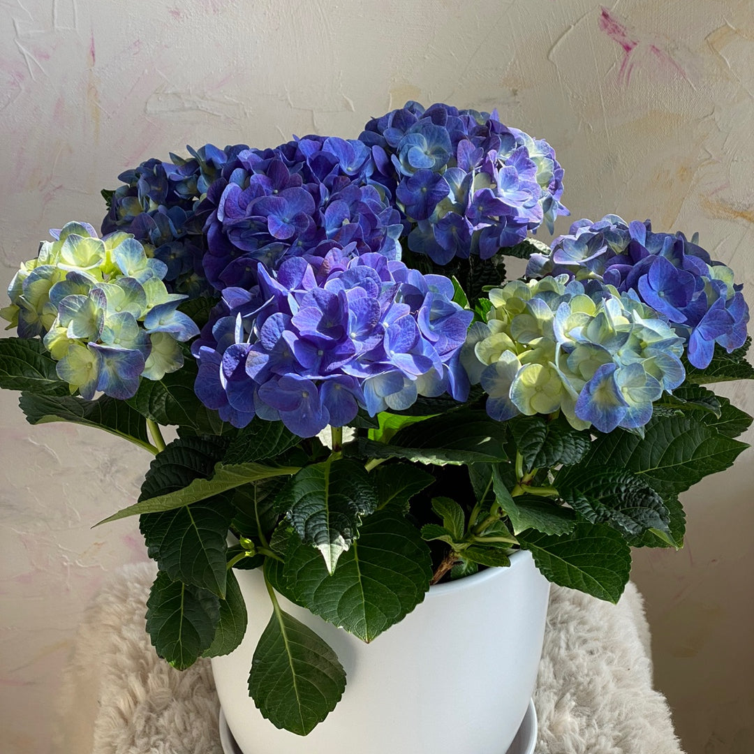 Pastel hydrangea plant in white pot for home décor