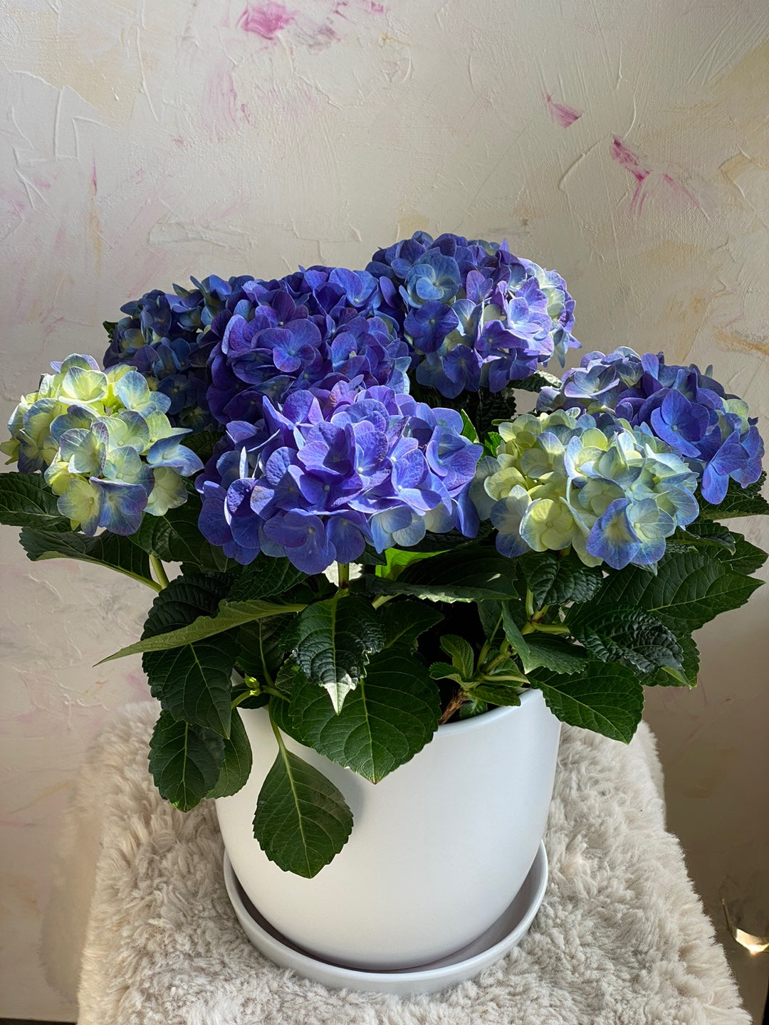 Pastel hydrangea plant in white pot for home décor