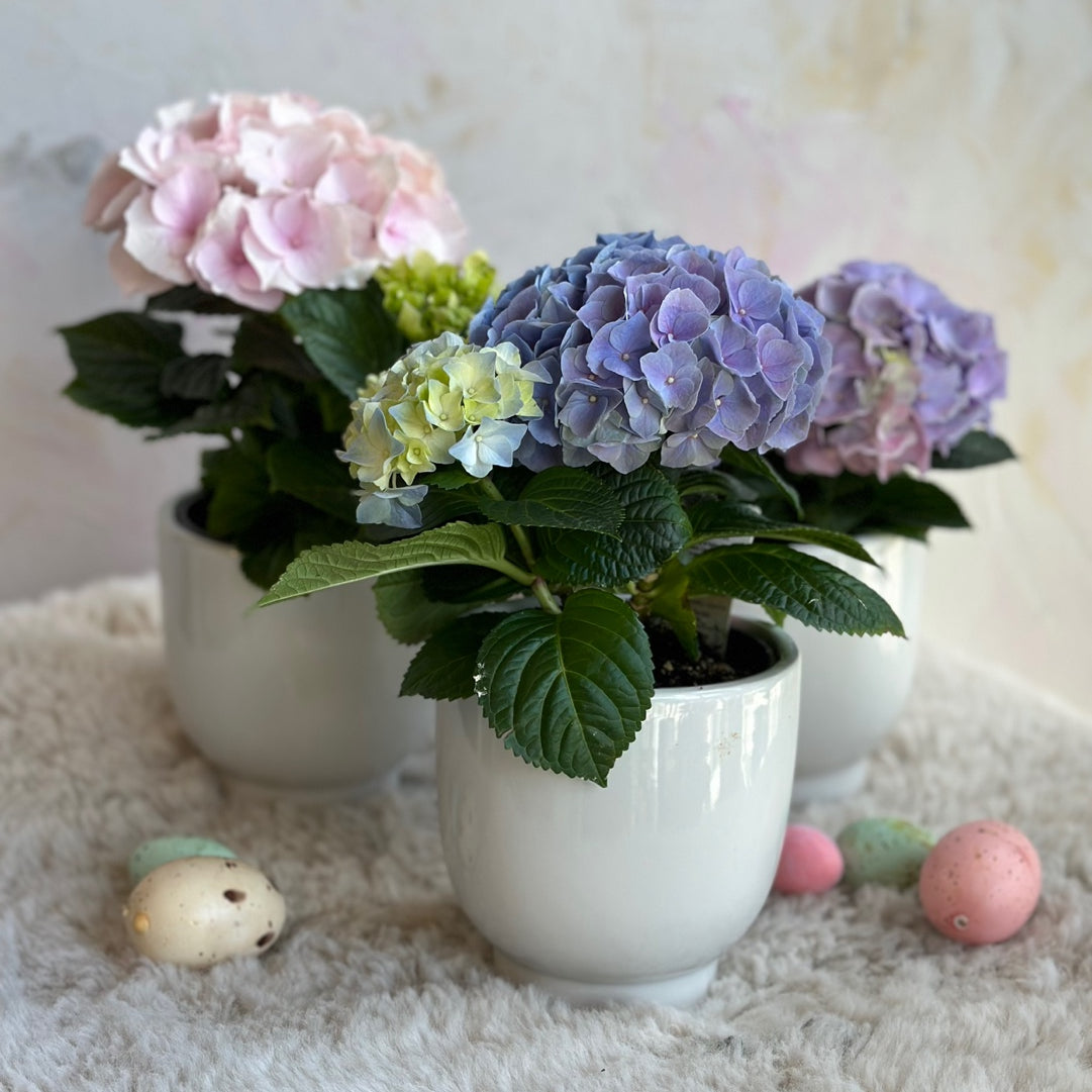 Pastel hydrangea plants in ceramic pots with blue and pink blooms – Toronto plant delivery