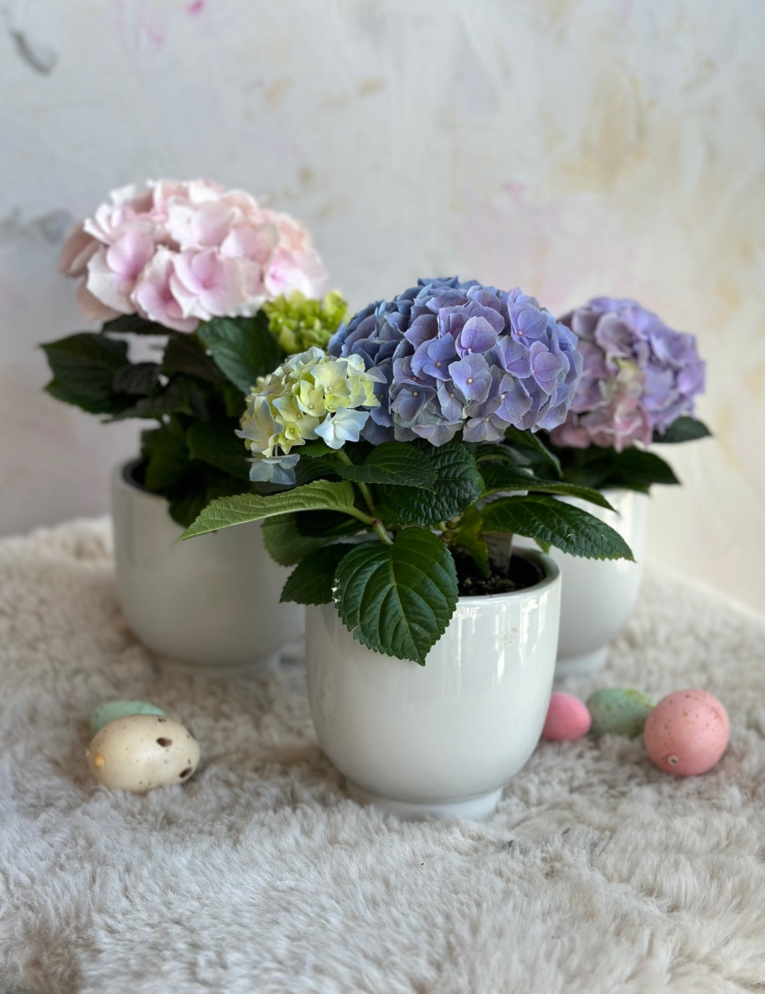 Pastel hydrangea plants in ceramic pots with blue and pink blooms – Toronto plant delivery