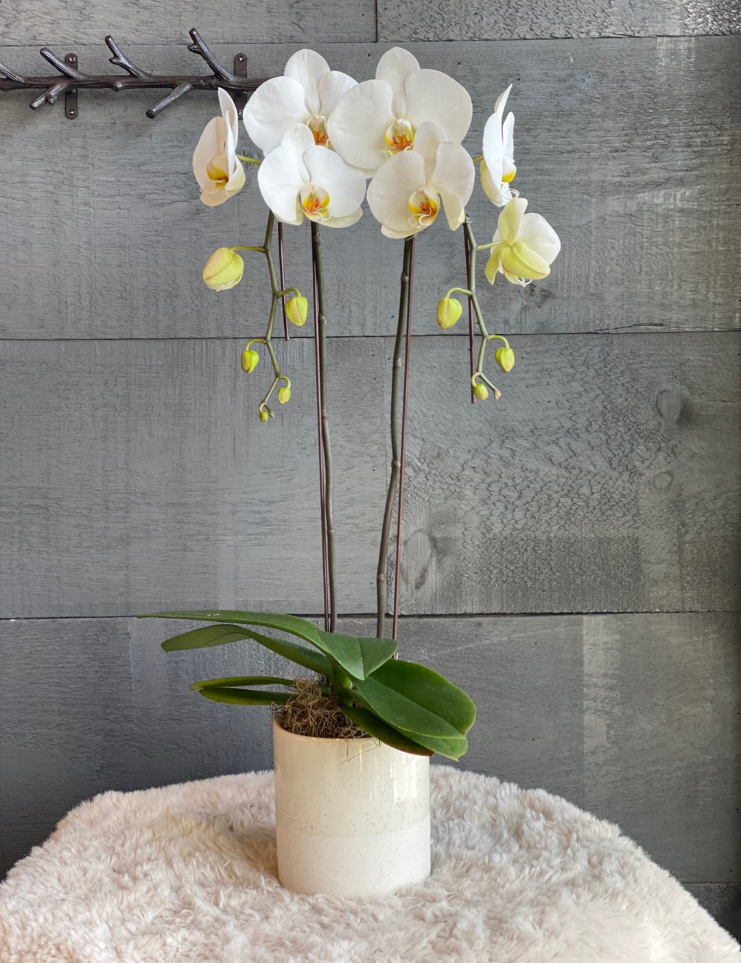 Single_Orchids6.jpg