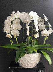 Luxury indoor white orchid plant in a modern planter for flower delivery in GTA
