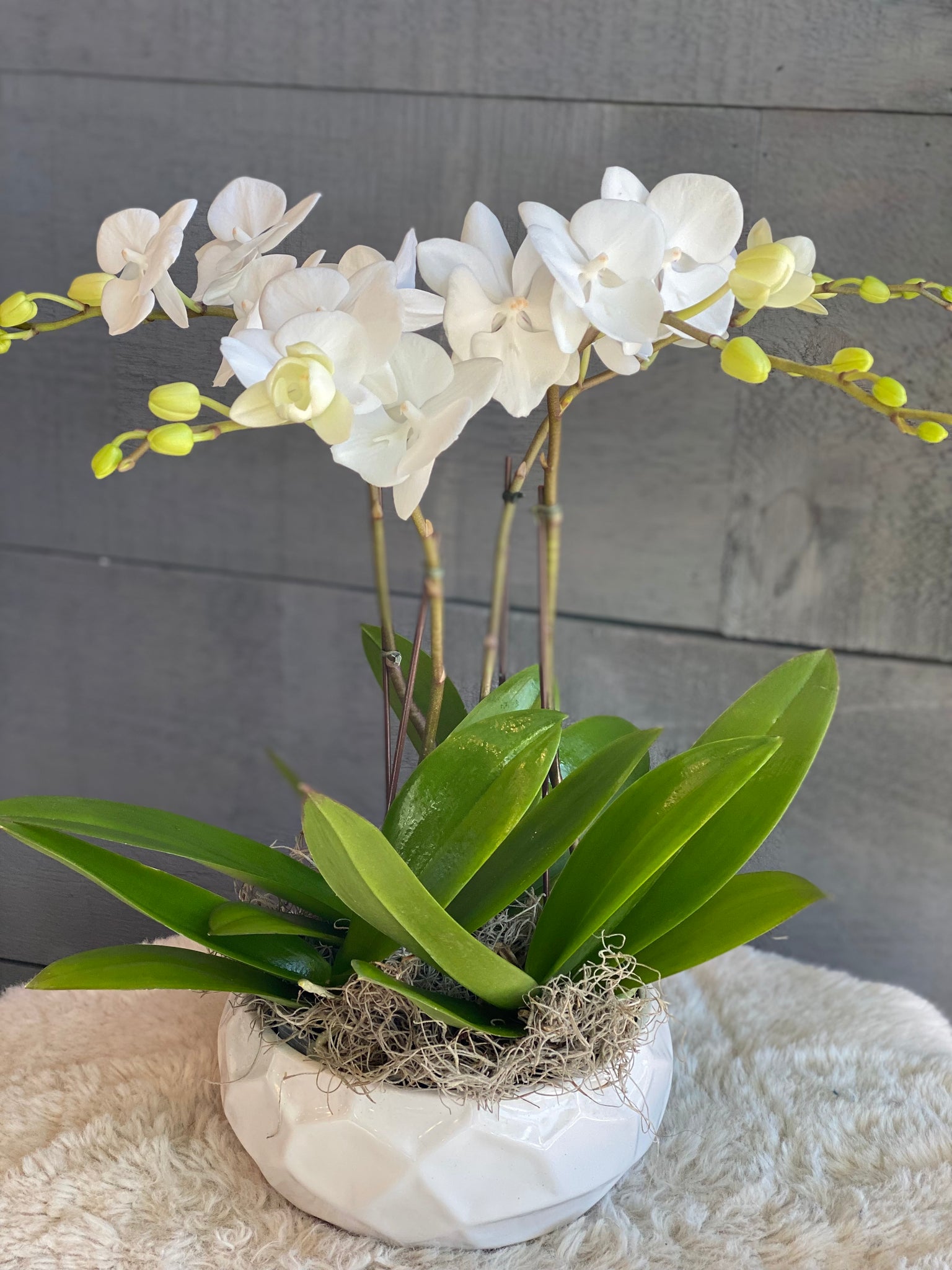 Mini Orchids in a pot